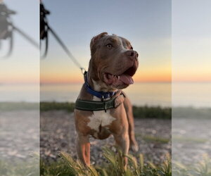 Mutt Dogs for adoption in Pacifica, CA, USA