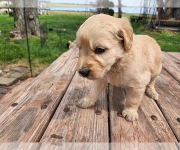 Medium Photo #4 Goldendoodle Puppy For Sale in LEON, KS, USA