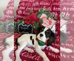 Small #2 Cavalier King Charles Spaniel