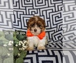 Small #1 Havanese-Poodle (Toy) Mix