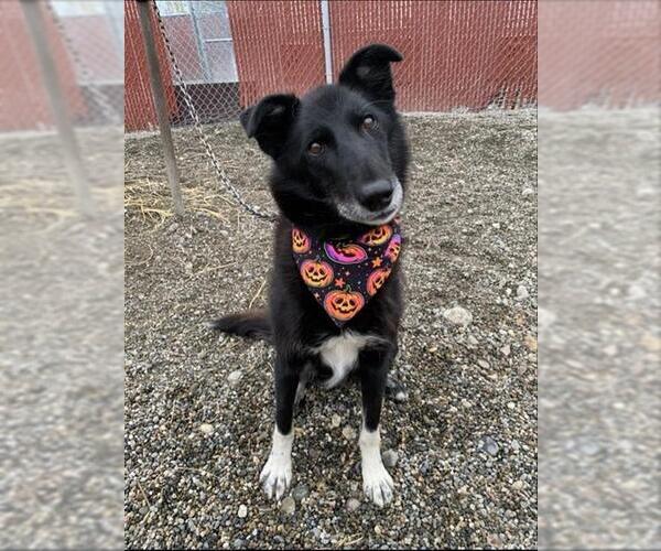 Medium Photo #2 - Mix Puppy For Sale in Fairbanks, AK, USA