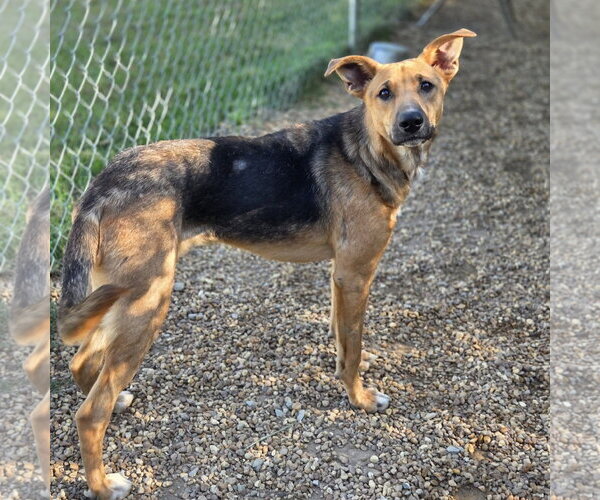 Medium Photo #3 German Shepherd Dog-Unknown Mix Puppy For Sale in Anniston, AL, USA
