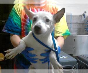 American Pit Bull Terrier-Siberian Husky Mix Dogs for adoption in Fayetteville, NC, USA