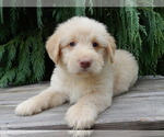 Small #2 Labradoodle