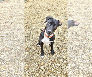 Australian Shepherd-Unknown Mix Dogs for adoption in Estherville, IA, USA