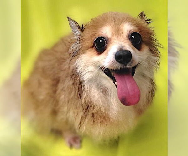 Medium Photo #3 Pomeranian Puppy For Sale in Mount Airy, NC, USA