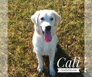Goldendoodle Puppy for sale in CEDAR GAP, MO, USA