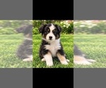 Puppy Milo Australian Shepherd