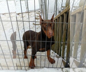 Doberman Pinscher Puppy for sale in PLEASANT HOPE, MO, USA