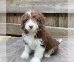 Small Photo #4 Aussiedoodle Miniature  Puppy For Sale in DRY RUN, PA, USA