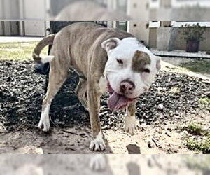 Mutt Dogs for adoption in Houston, TX, USA