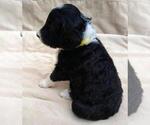Small #1 Aussiedoodle-Poodle (Standard) Mix