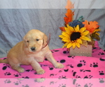 Puppy Morgan Golden Retriever