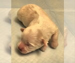 Small #4 Havanese