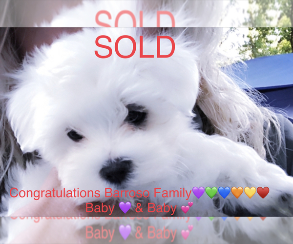 Medium Photo #1 Maltese Puppy For Sale in FREMONT, MI, USA