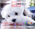 Small Photo #1 Maltese Puppy For Sale in FREMONT, MI, USA