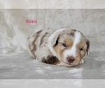 Puppy Rosie Miniature Australian Shepherd