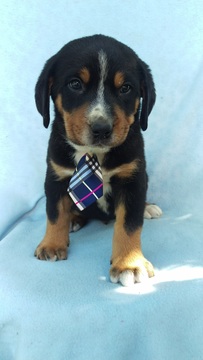 Medium Photo #1 Greater Swiss Mountain Dog Puppy For Sale in LANCASTER, PA, USA