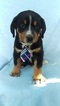 Small Photo #1 Greater Swiss Mountain Dog Puppy For Sale in LANCASTER, PA, USA