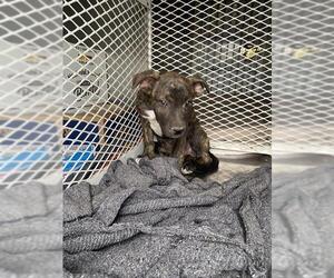 Labrador Retriever Dogs for adoption in Bakersfield, CA, USA