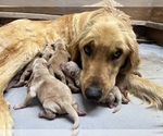 Small #6 Golden Retriever