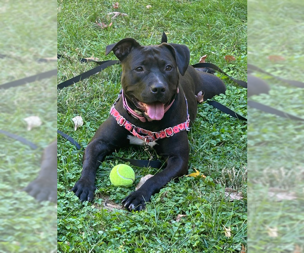 Medium Photo #1 American Staffordshire Terrier-Labrador Retriever Mix Puppy For Sale in Brewster, NY, USA