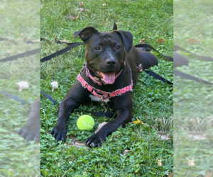 American Staffordshire Terrier-Labrador Retriever Mix Dogs for adoption in Brewster, NY, USA