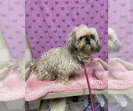 Small Lhasa Apso
