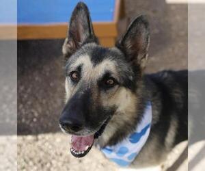 German Shepherd Dog-Unknown Mix Dogs for adoption in San Antonio, TX, USA