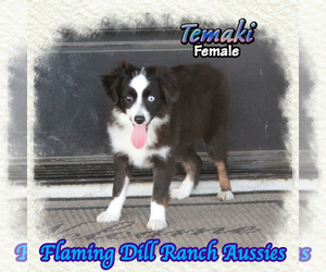 Miniature Australian Shepherd Puppy for sale in FORESTBURG, TX, USA