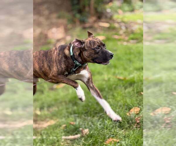 Medium Photo #1 Boxer-Unknown Mix Puppy For Sale in Springdale, PA, USA