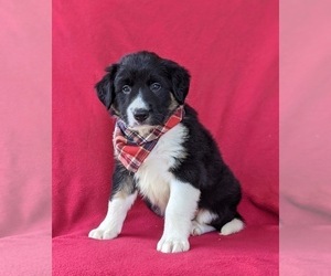 Border Collie Puppy for sale in KIRKWOOD, PA, USA
