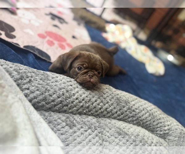 Medium Photo #4 Pug Puppy For Sale in BLOOMINGTON, IL, USA