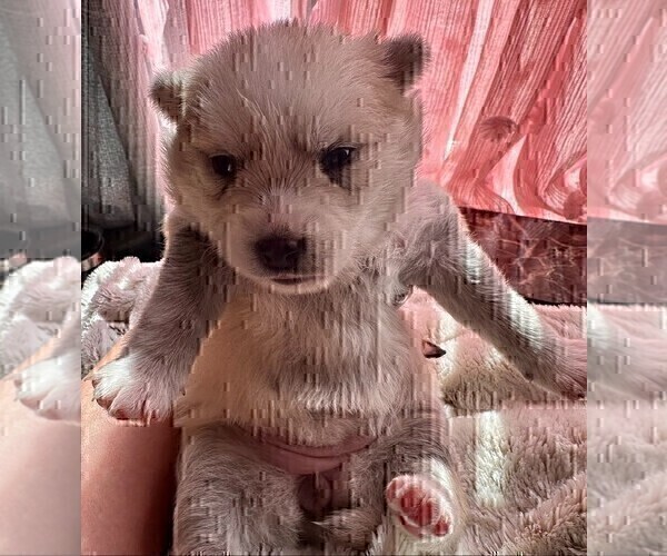 Medium Photo #157 Pomsky Puppy For Sale in LOVELAND, CO, USA
