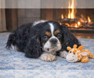 Cavalier King Charles Spaniel Dogs for adoption in Bon Carbo, CO, USA