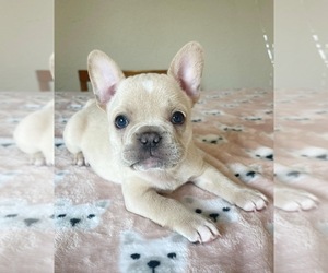 French Bulldog Puppy for sale in SAINT PETERSBURG, FL, USA