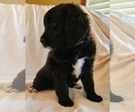 Small Photo #7 Bernedoodle Puppy For Sale in OMAHA, NE, USA