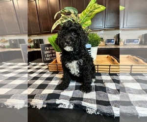 Cavapoo Puppy for sale in INDIANAPOLIS, IN, USA