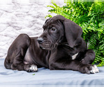 Puppy 8 Great Dane