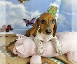 Small #3 Dachshund