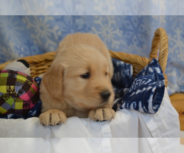 Medium Photo #19 Golden Retriever Puppy For Sale in GREENWOOD, WI, USA