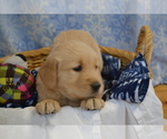 Small #1 Golden Retriever