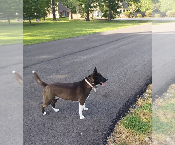 Medium Photo #2 American Pit Bull Terrier-Siberian Husky Mix Puppy For Sale in Oakhurst, NJ, USA