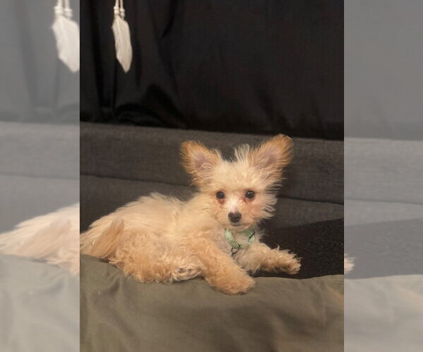 Medium Photo #2 Chi-Poo (Miniature) Puppy For Sale in Springdale, PA, USA