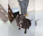 Small #3 Labrador Retriever