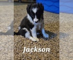 Puppy Jackson Shetland Sheepdog