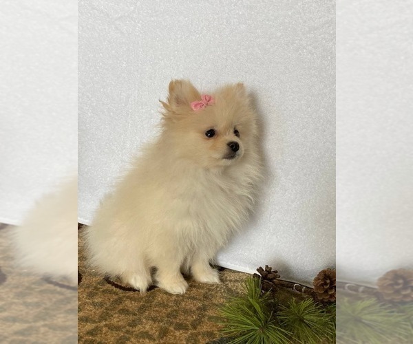 Medium Photo #9 Pomeranian Puppy For Sale in DOWNING, MO, USA