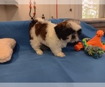 Small Photo #3 Shih Tzu Puppy For Sale in CAMPBELL HILL, IL, USA