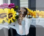 Small Photo #4 Poodle (Standard) Puppy For Sale in RISING SUN, MD, USA