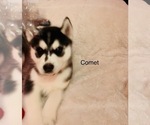 Small Photo #1 Siberian Husky Puppy For Sale in WASHBURN, WI, USA